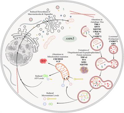 Defects of Nutrient Signaling and Autophagy in Neurodegeneration